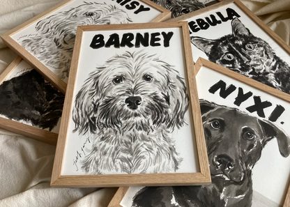 Dogs By Jeff - 13th December - Pawtrait Session